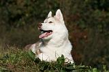 SIBERIAN HUSKY 838